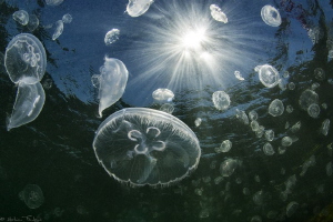 Aurelia aurita bloom (Thau lagoon, France) by Mathieu Foulquié 